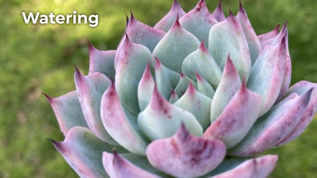 Echeveria Chihuahuaensis Care & Propagation