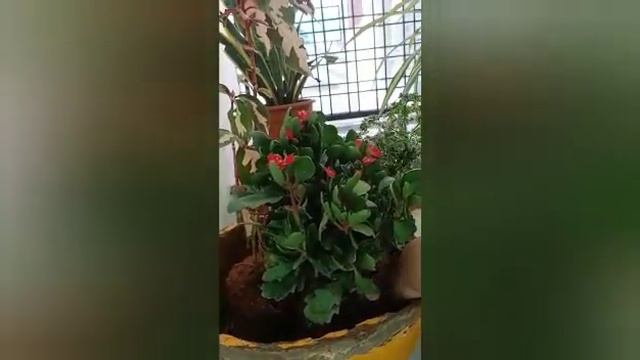 MINIATURE GARDEN || Growing plants in combination ; Eranthemum , Aralia , Kalanchoe , Syngonium смотреть онлайн