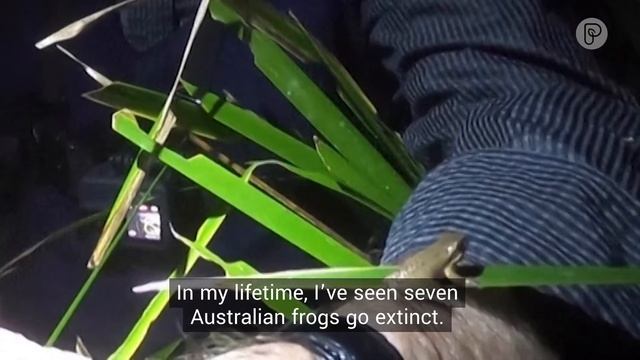 ? Frog whisperer смотреть онлайн