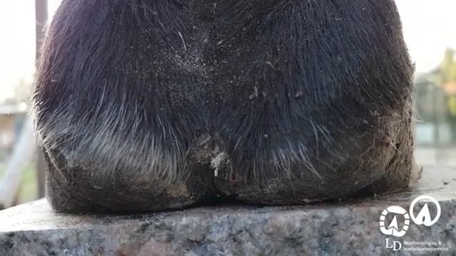 Копыто - это маленькое сердце. Копытный насос. смотреть онлайн