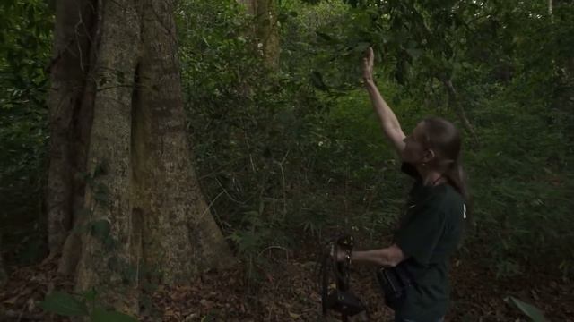 Муж и жена создали тропический лес на месте заброшенных земель / SAI Sanctuary смотреть онлайн