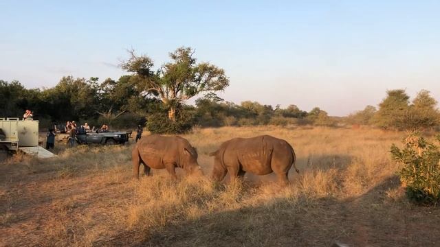 Fighting of white rhinos in Limpopo, South Africa Драка двух носорогов в ЮАР смотреть онлайн