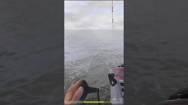 РР4 Сайда на Норвежском море смотреть онлайн