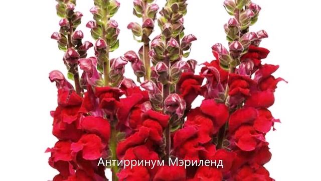"Самонадеянность Львиного зева" смотреть онлайн