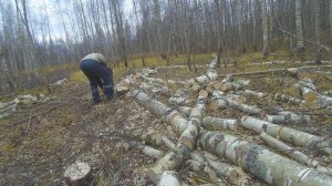 Заготовка дров,МТЗ 80,Пила Чемпион 254