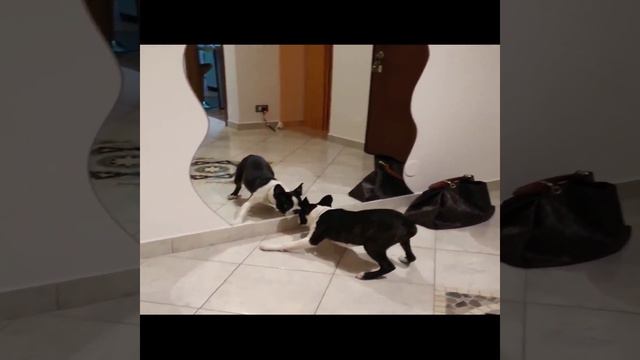 Смешные животные # 1 животные и зеркало смотреть онлайн