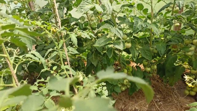 итоги дополнительного окучивания томатов смотреть онлайн
