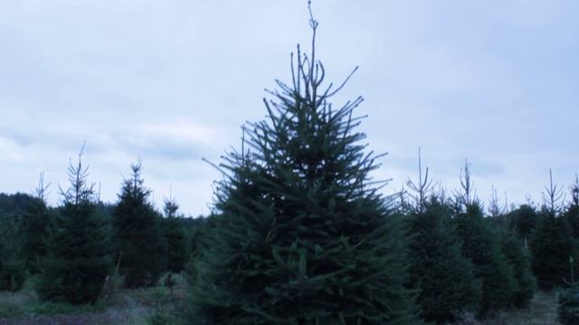 16 281 Ель стриженая срезанная 3.00 – 3.50 м. смотреть онлайн