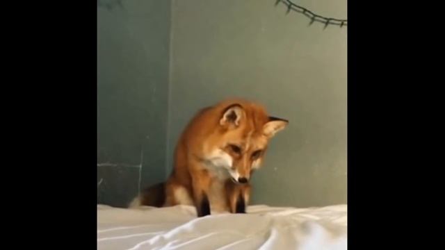 Прикольное видео смотреть онлайн