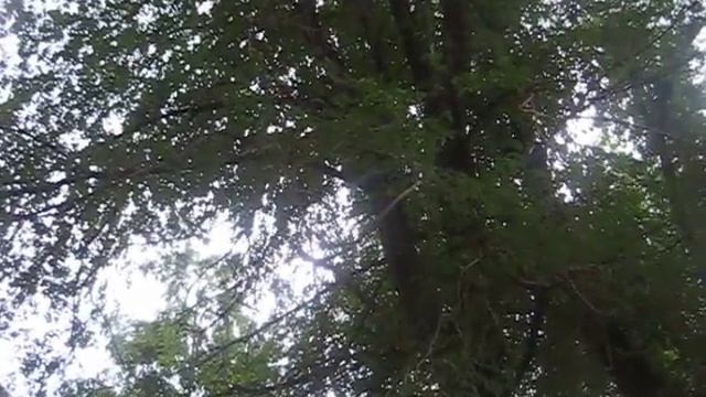 Сойка мяукает во дворе смотреть онлайн