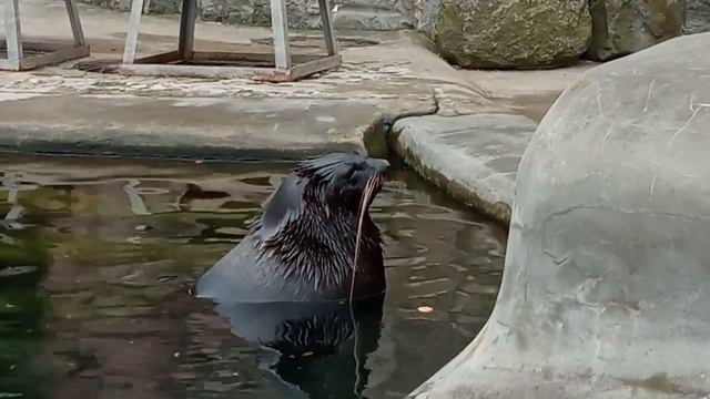 Самый веселый морской котик вытворяет чудеса??? смотреть онлайн