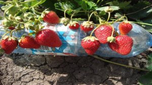ВЫСОКОУРОЖАЙНАЯ ЗЕМЛЯНИКА  НСД С БЕСПОДОБНО ВКУСНОЙ ЯГОДОЙ  С ФРУКТОВЫМ ПОСЛЕВКУСИЕМ МАРИГЕТТ