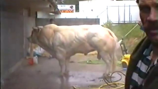 Toro Semental Belgian Blue