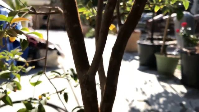 Flowering Fruiting Plinia Jaboticaba Jabuticaba Sabara Myrciaria Cauliflora Brazilian Tree Grape смотреть онлайн