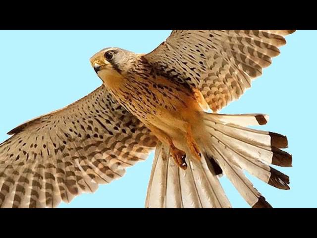 "Сказ о Ясном Соколе. Прошлое и настоящее" (Николай Левашов ) смотреть онлайн