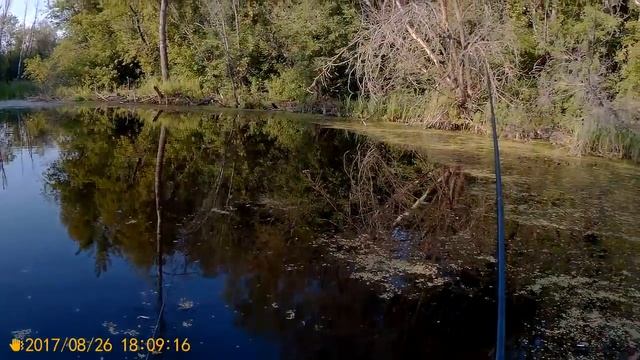 Рыбалка на озере в лесу. Я все таки туда возвращался. Попытка заснять карася под водой. смотреть онлайн