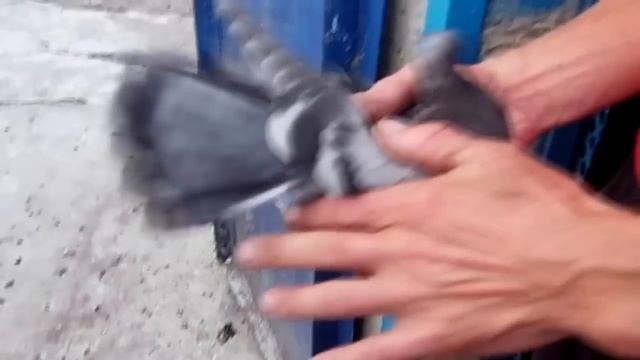 Коллекция из разных пород, группы голубей 2015. Птенцы почтовых голубей. смотреть онлайн