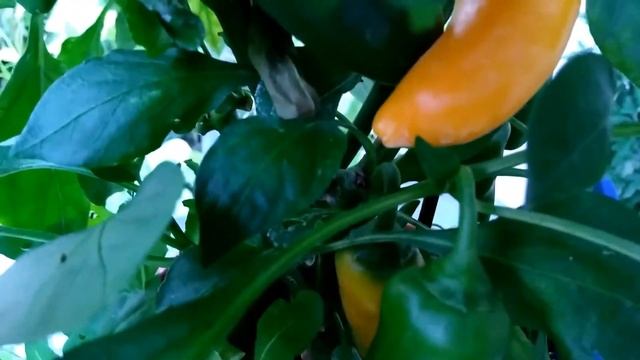 Мини перец в горшке. Второй урожай. Mini Paprika in einem Topf. Zweite Ernte. Mini peppers in a pot смотреть онлайн