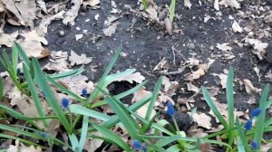 Убираем листья с клумбы весной / легко.