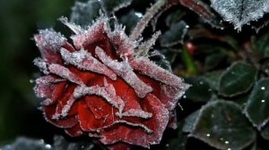 Эту песню ищут все? Она любила розы ?  розы на морозе