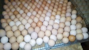 Как заложить куриные яйца в инкубатор.Режим инкубации куриных яиц.