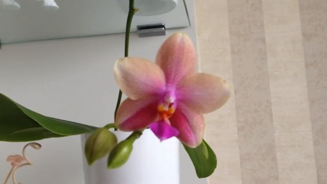 ОРХИДЕЯ ЛИОДОРО И ДИКИЙ ПЕРСИК смотреть онлайн