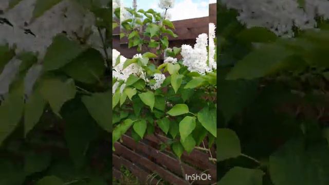 Пеларгония ампельная🌺(Герань) смотреть онлайн