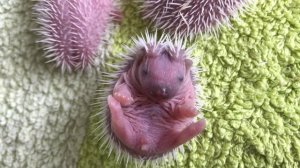 Как выглядит новорожденный ёжик!
