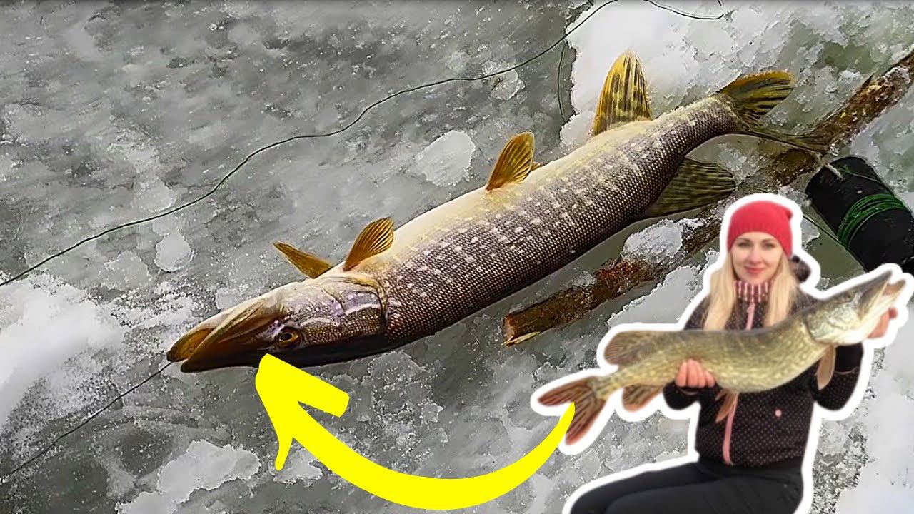 Ставим жерлицы на щуку || На рыбалку с ТОПОРОМ #32 смотреть онлайн