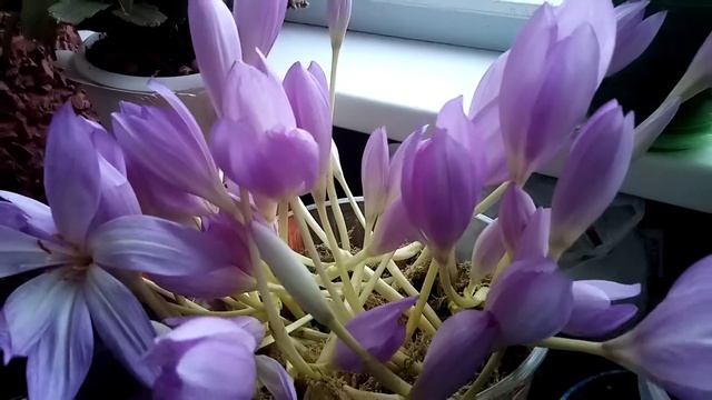 Безвременник. Букет на лоджии)) смотреть онлайн