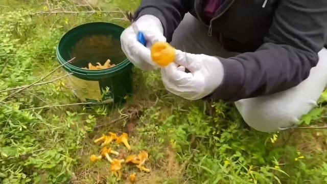 ว้าวๆ‼️อลังการ‼️เห็ดเหลือง(เห็ดมันปู),อย่างเยอะ สนุกกับเพื่อนๆ,26 กรกฎาคม ค.ศ. 2022 смотреть онлайн