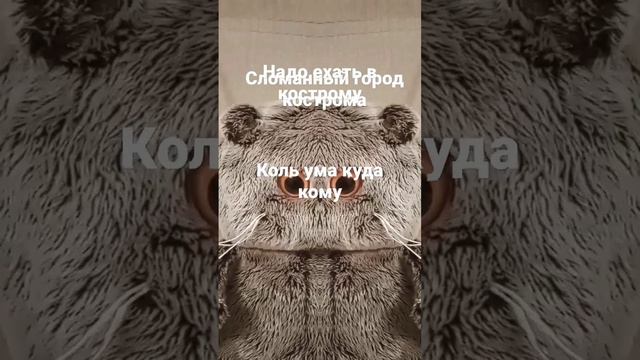 #cute #басики #будибаса #cat #dog #funny извине текст сполз непонятно куда смотреть онлайн
