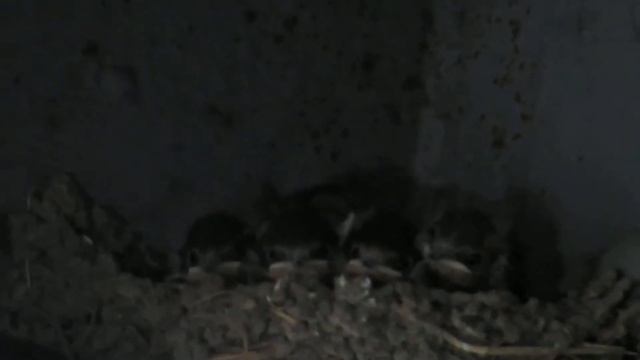 06/21/13 Canon SX50 HS Full HD 76Lubricants смотреть онлайн