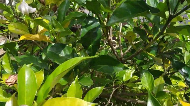 Pé De Gardênia/Nome Científico:(Gardenia Jasminoides) J.Ellis.
