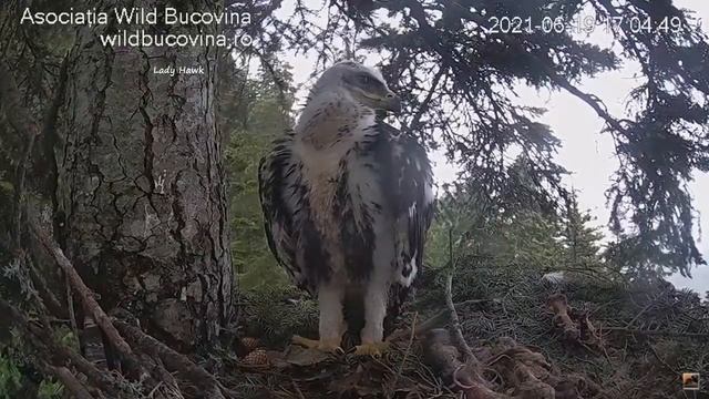 Bucovina Golden Eagles ~ Very Hungry Eaglet SWALLOWS Huge Leg Bone! 6.19.21 смотреть онлайн