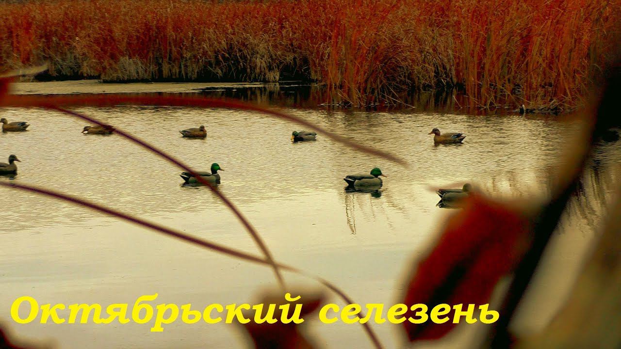 Охота на уток 20.10.20. Октябрьский селезень, первые Гуси / MAX HUNTER смотреть онлайн