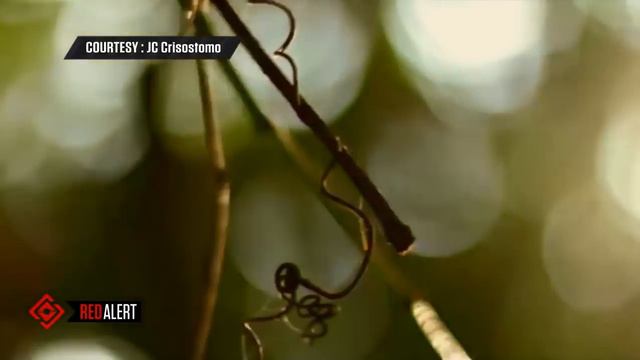 Red Alert: Hiking gone wrong смотреть онлайн