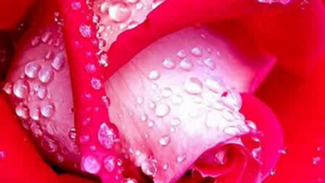 Розы и красивая музыка