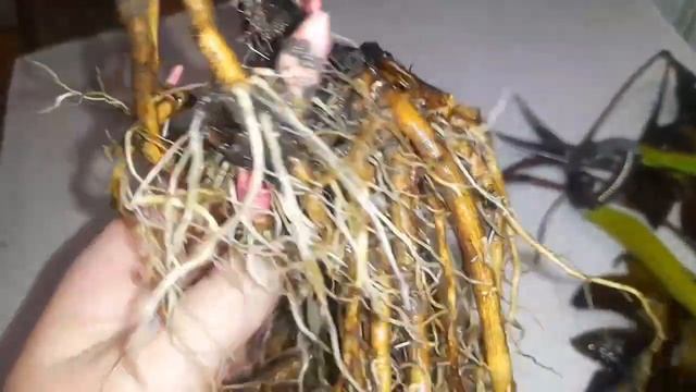 Корни пиона в горшке. Как они нарастают за 1 сезон. смотреть онлайн