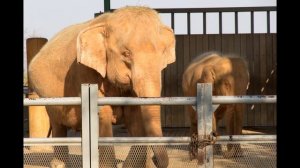 Нейпьидо История  (Мьянма)