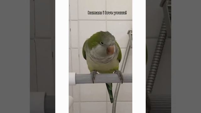 Talking parrot telling I love you❤ Cute parrot talking videos смотреть онлайн