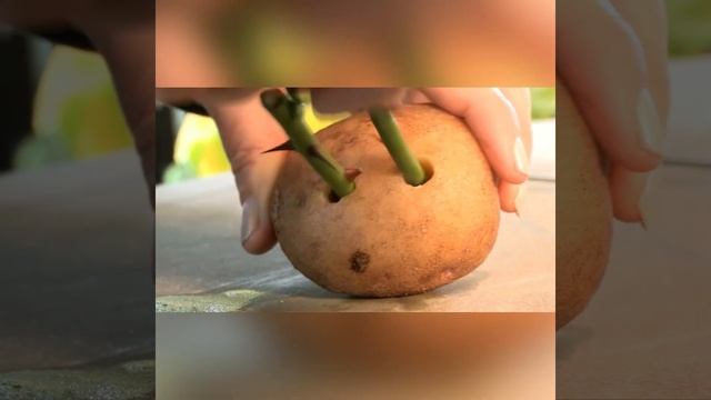 Картофель не для еды / Хранение черенков в картофеле / Что делать с зелёным картофелем смотреть онлайн