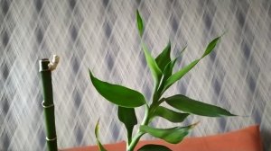 ДРАЦЕНА САНДЕРА во всю растëт.