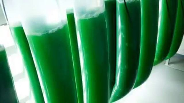 Спирулина. Микроводоросль салатная "Свежая спирулина 100%" Spirulina BAR - генезис (genesis) смотреть онлайн