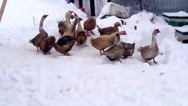 Гуси на выгуле. Порода крупный Серый смотреть онлайн