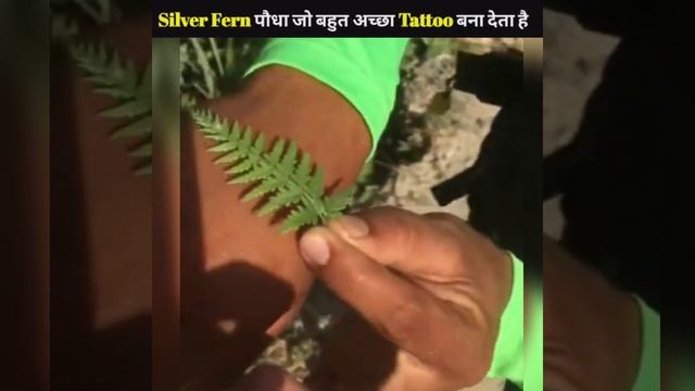 Silver Fern Plants कहा पर उगते है #shorts#viral#shortsfeed#shortvideo#Facttv41 смотреть онлайн