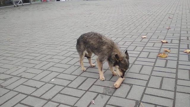 Кормлю мохнатого пса печеночной колбасой #20 смотреть онлайн