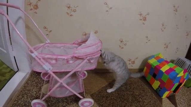 ?КОШКА НАПАЛА НА ДЕТСКУЮ КОЛЯСКУ ?ИГРАЕМ С КОТЕНКОМ смотреть онлайн