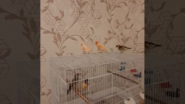 канарейка смотреть онлайн