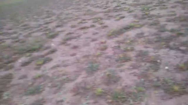 Собака радуется смотреть онлайн